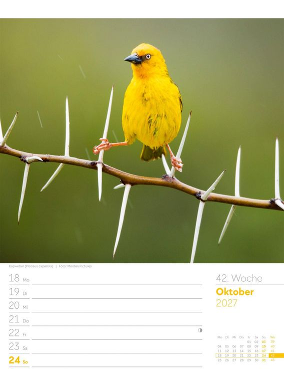 Produktbild: V&ouml;gel Wochenplaner Kalender 2027