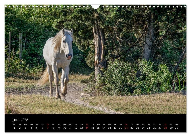 Produktbild: Cheval camarguais (Calendrier mural 2026 DIN A3 vertical), CALVENDO calendrier mensuel