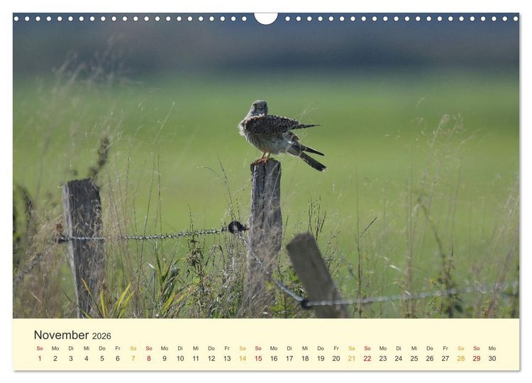 Produktbild: Im Revier der Falken (Wandkalender 2026 DIN A3 quer), CALVENDO Monatskalender