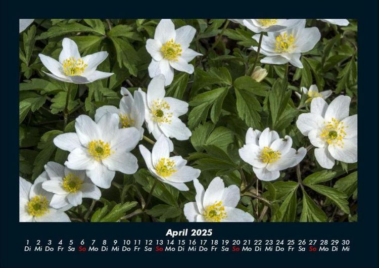 Produktbild: Blumenzauber 2025 Fotokalender DIN A4