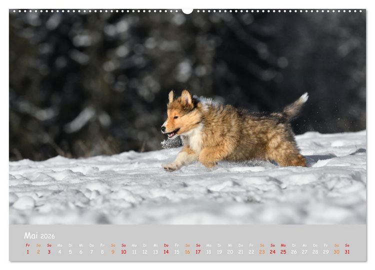 Produktbild: Collie Welpen im Schnee (Wandkalender 2026 DIN A2 quer), CALVENDO Monatskalender