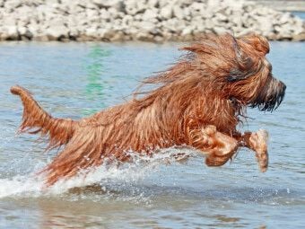 Produktbild: CALVENDO Puzzle Briard voller Lebensfreude beim spielen | 1000 Teile Lege-Gr&ouml;&szlig;e 64x48cm Foto-Puzzle f&uuml;r gl&uuml;ckliche Stunden