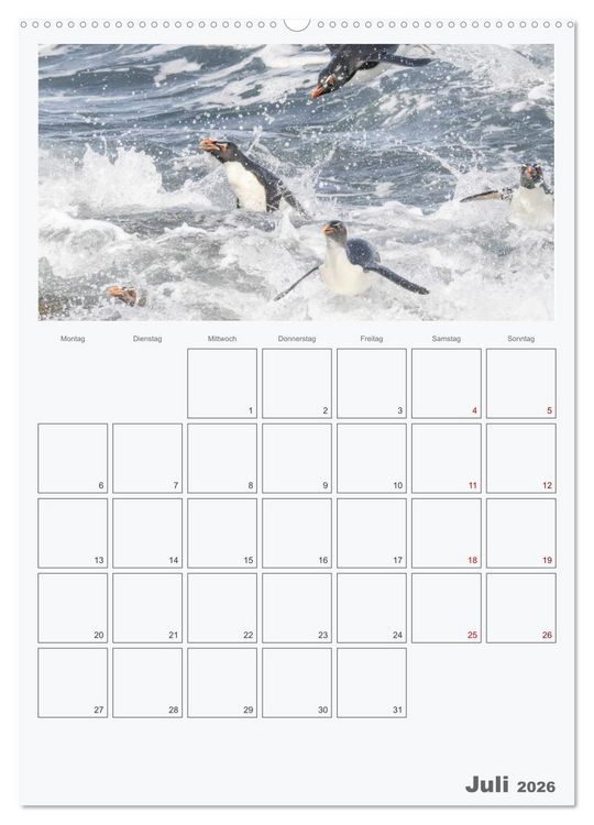 Produktbild: Alltag bei den Pinguinen auf Falkland (hochwertiger Premium Wandkalender 2026 DIN A2 hoch), Kunstdruck in Hochglanz