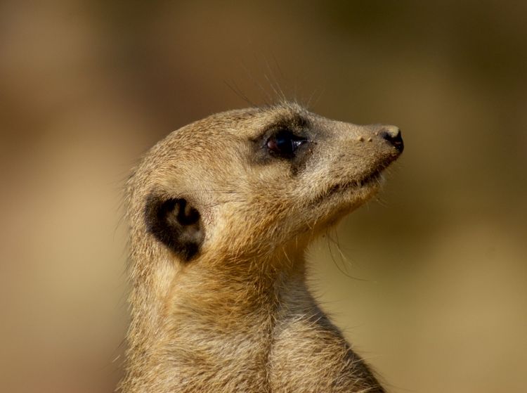 Produktbild: Erdm&auml;nnchen Profil (Puzzle)
