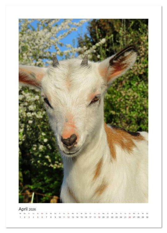 Produktbild: Ziegenportraits (Wandkalender 2026 DIN A2 hoch), CALVENDO Monatskalender