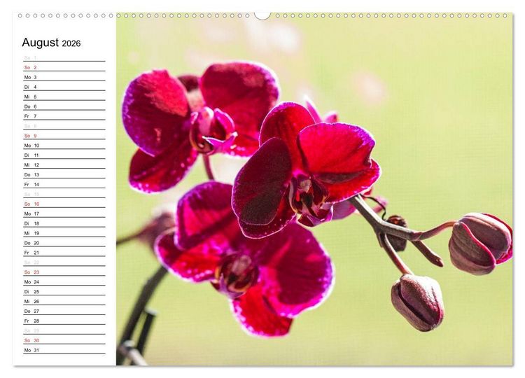 Produktbild: Bl&uuml;tenzauber Orchideen (hochwertiger Premium Wandkalender 2026 DIN A2 quer), Kunstdruck in Hochglanz