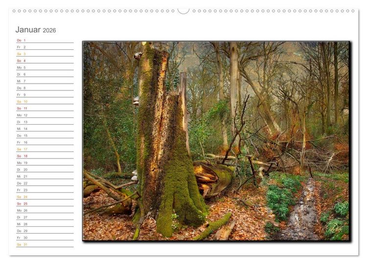 Produktbild: Der Neuenburger Urwald (Wandkalender 2026 DIN A2 quer), CALVENDO Monatskalender
