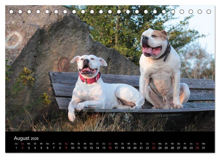 Produktbild: American Bulldog - alles Andere ist nur ein Hund (Tischkalender 2026 DIN A5 quer), CALVENDO Monatskalender