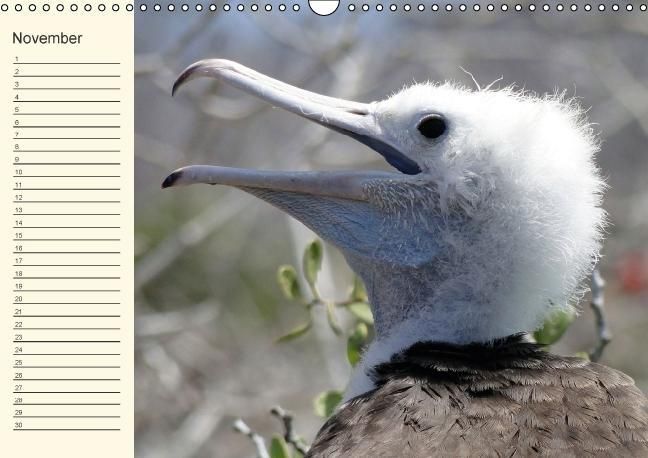 Produktbild: Gal&aacute;pagos Geburtstagskalender (Wandkalender immerw&auml;hrend DIN A3 quer)