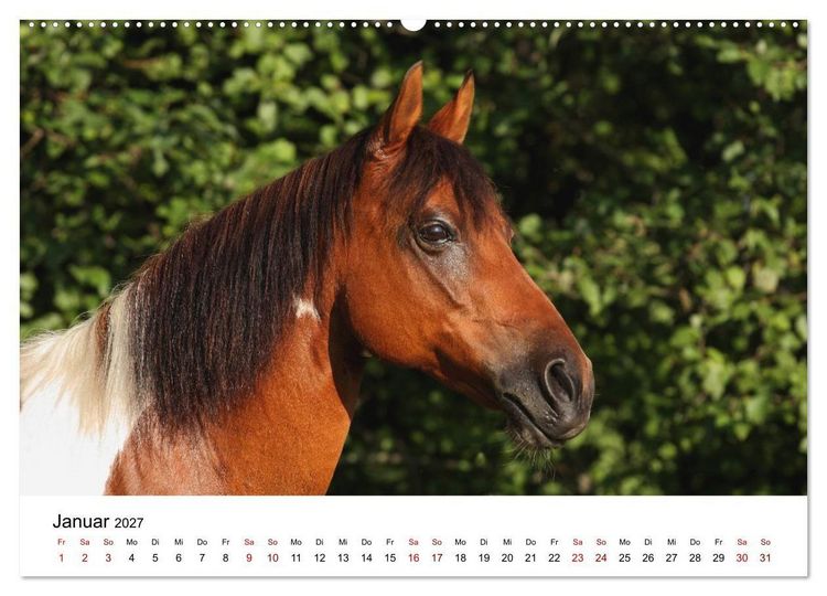 Produktbild: Pferde - im Galopp durch's Jahr 2027 (Wandkalender 2027 DIN A2 quer), CALVENDO Monatskalender