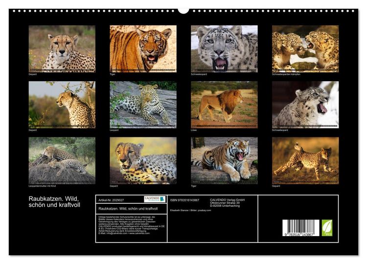 Produktbild: Raubkatzen. Wild, sch&ouml;n und kraftvoll (hochwertiger Premium Wandkalender 2026 DIN A2 quer), Kunstdruck in Hochglanz