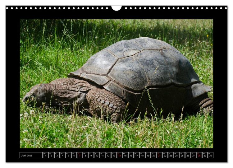 Produktbild: Dresdner Zootiere 2026 (Wandkalender 2026 DIN A3 quer), CALVENDO Monatskalender