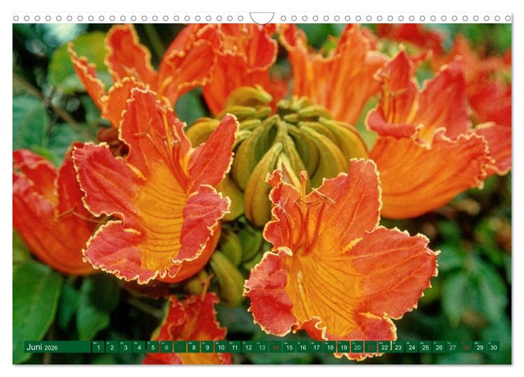 Produktbild: Madeiras Bl&uuml;tenzauber (Wandkalender 2026 DIN A3 quer), CALVENDO Monatskalender
