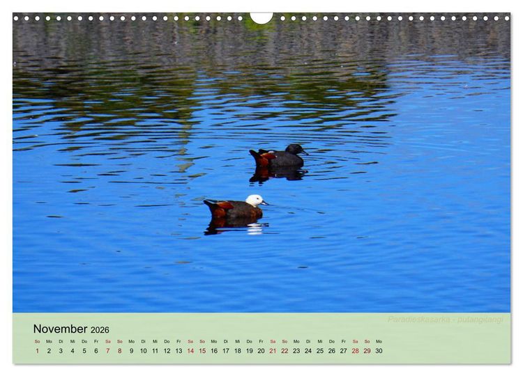 Produktbild: Neuseelands Vogelwelt (Wandkalender 2026 DIN A3 quer), CALVENDO Monatskalender
