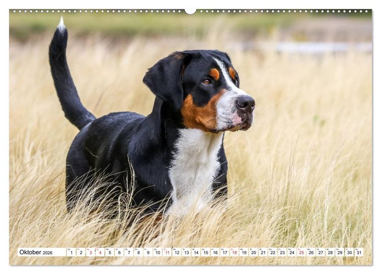 Produktbild: Gro&szlig;er Schweizer Sennenhund (Wandkalender 2026 DIN A2 quer), CALVENDO Monatskalender