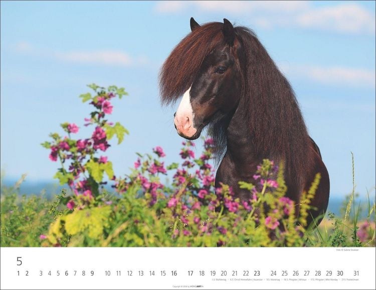 Produktbild: Islandpferde Kalender 2027
