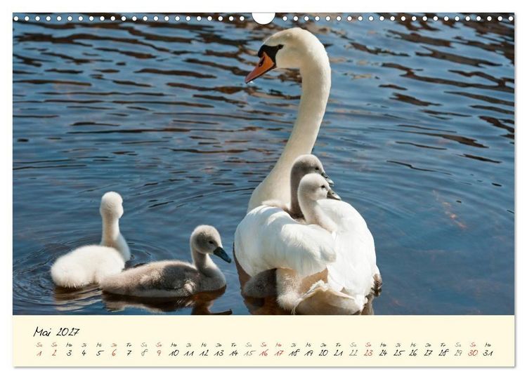 Produktbild: Vom K&uuml;ken zum stolzen Schwan (Wandkalender 2027 DIN A3 quer), CALVENDO Monatskalender