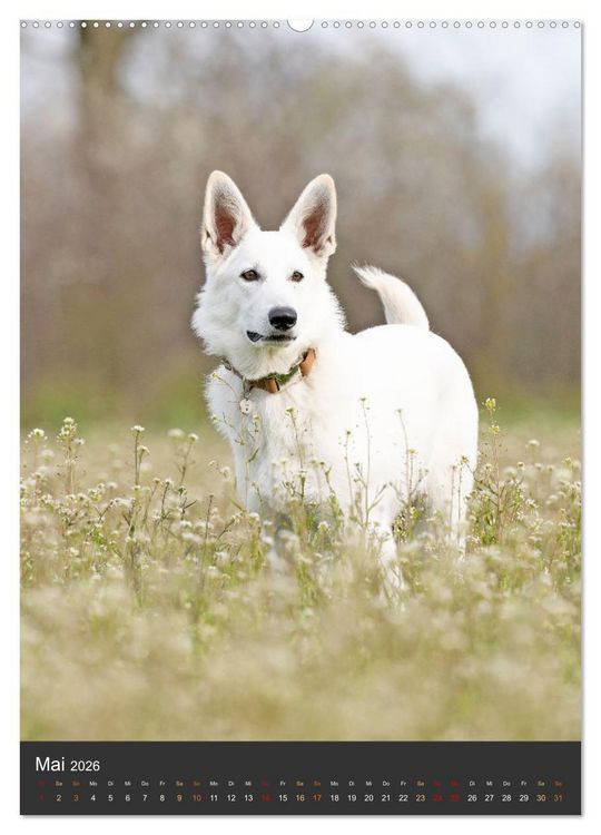 Produktbild: Berger Blanc Suisse - Freunde auf 4 Pfoten (Wandkalender 2026 DIN A2 hoch), CALVENDO Monatskalender