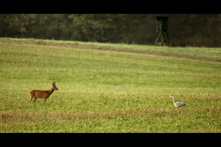 Produktbild: Auf der Jagd - Wem geh&ouml;rt die Natur?