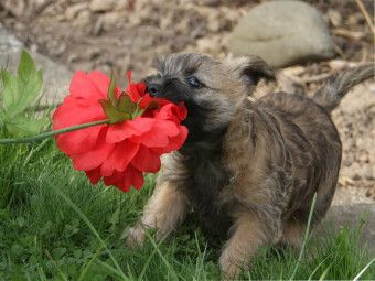 Produktbild: CALVENDO Puzzle Cairn Terrier Welpe | 1000 Teile Lege-Gr&ouml;&szlig;e 64x48cm Foto-Puzzle f&uuml;r gl&uuml;ckliche Stunden