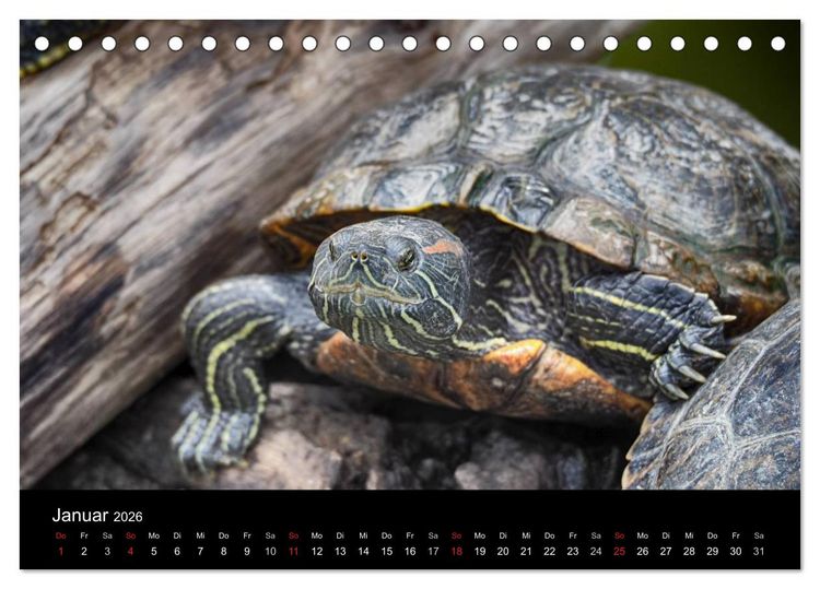 Produktbild: Wasserschildkr&ouml;ten (Tischkalender 2026 DIN A5 quer), CALVENDO Monatskalender