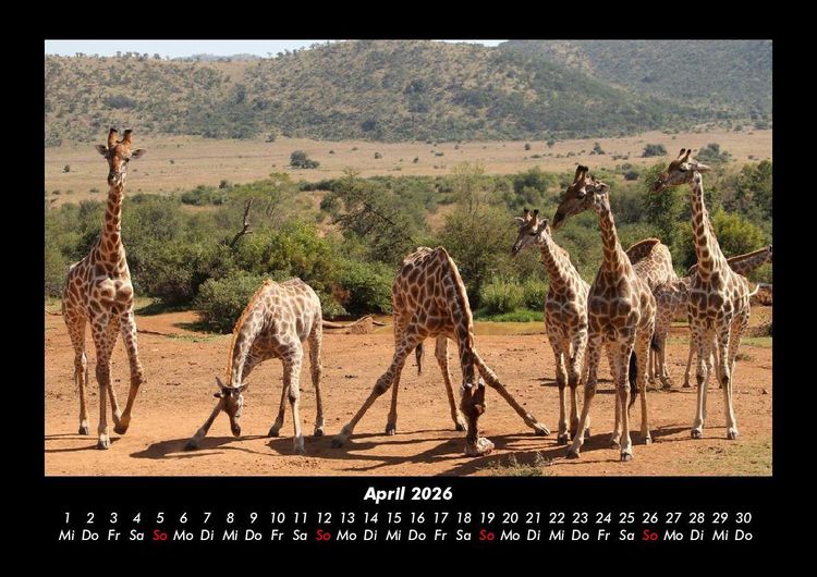 Produktbild: Giraffen 2026 Fotokalender DIN A3