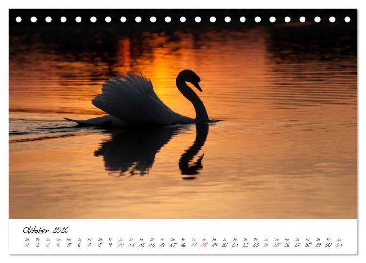 Produktbild: Ein Jahr mit den Schw&auml;nen (Tischkalender 2026 DIN A5 quer), CALVENDO Monatskalender