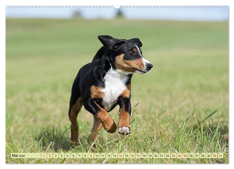 Produktbild: Schweizer Sennenhunde - Appenzeller - Berner - Entlebucher - Gro&szlig;e Schweizer (Wandkalender 2026 DIN A2 quer), CALVENDO Monatskalender