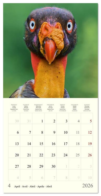 Produktbild: Royaume de nature Costa Rica (Calendrier mural carr&eacute; 2026 30x30 cm) Calendrier double avec une page pour vos prises de notes