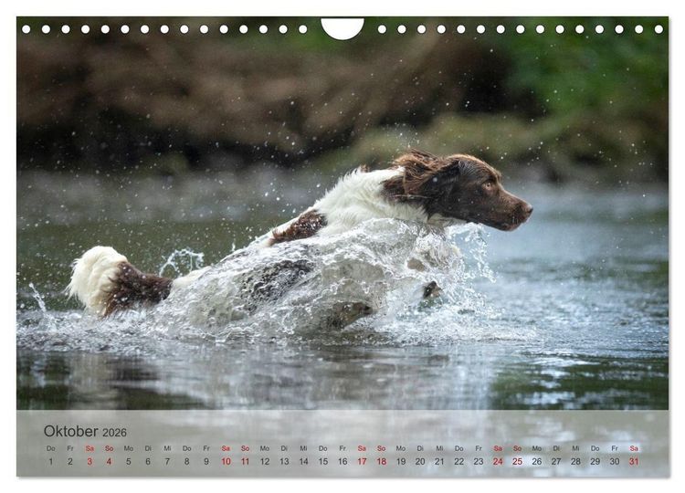 Produktbild: Treue Jagdgef&auml;hrten Der kleine M&uuml;nsterl&auml;nder (Wandkalender 2026 DIN A4 quer), CALVENDO Monatskalender