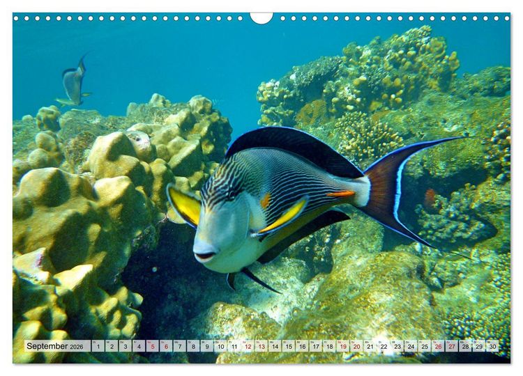 Produktbild: Abenteuer Riff - bunte Unterwasserwelt (Wandkalender 2026 DIN A3 quer), CALVENDO Monatskalender