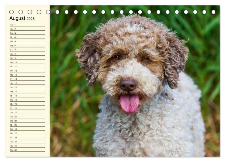 Produktbild: Lagotto Romagnolo - Italienischer Tr&uuml;ffelhund (Tischkalender 2026 DIN A5 quer), CALVENDO Monatskalender