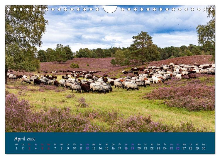 Produktbild: Heidschnucken, die pr&auml;chtigen Schafe der L&uuml;neburger Heide (Wandkalender 2026 DIN A4 quer), CALVENDO Monatskalender