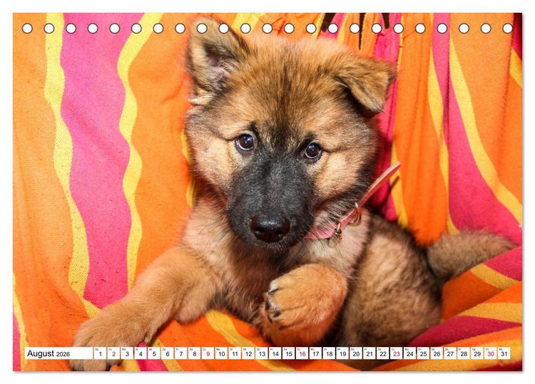 Produktbild: Eurasier, der Hund im Wolfspelz (Tischkalender 2026 DIN A5 quer), CALVENDO Monatskalender