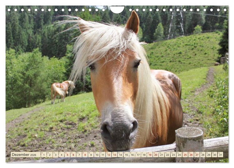 Produktbild: Tiroler Langm&auml;hnen (Wandkalender 2026 DIN A4 quer), CALVENDO Monatskalender