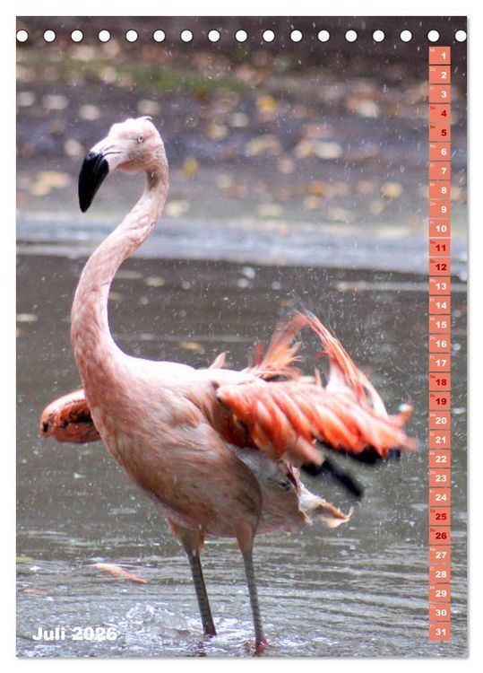 Produktbild: Rosarote Flamingo (Tischkalender 2026 DIN A5 hoch), CALVENDO Monatskalender