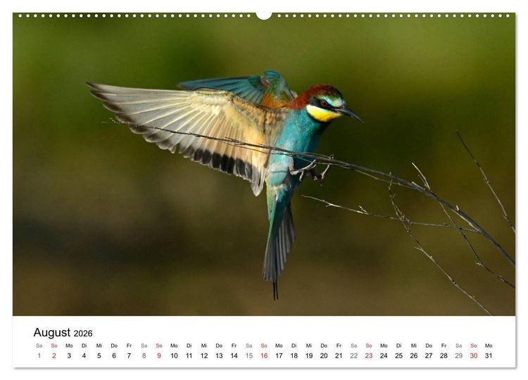 Produktbild: Heimische Tierwelt (hochwertiger Premium Wandkalender 2026 DIN A2 quer), Kunstdruck in Hochglanz