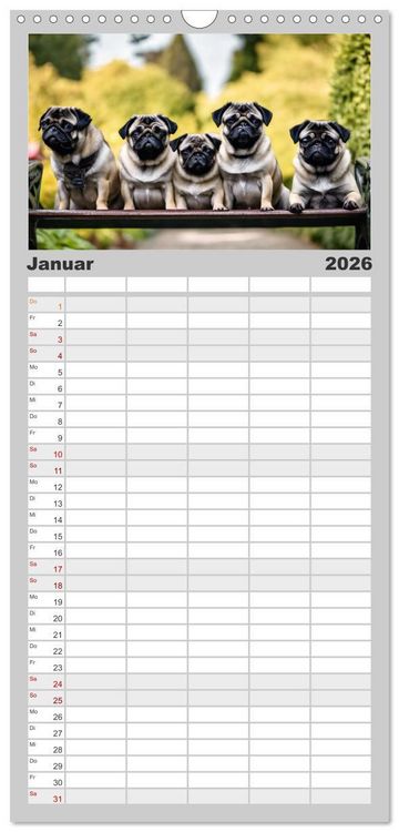 Produktbild: Familienplaner 2026 - M&ouml;pse - quirlige Charmebolzen mit 5 Spalten (Wandkalender, 21 x 45 cm) CALVENDO