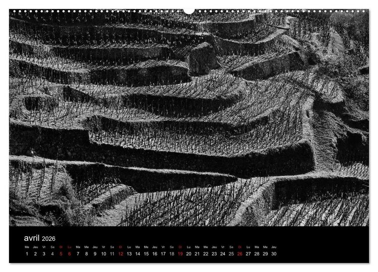 Produktbild: VIGNES DU SUD terroirs d'AOC (Calendrier mural 2026 DIN A2 vertical) calendrier de bureau