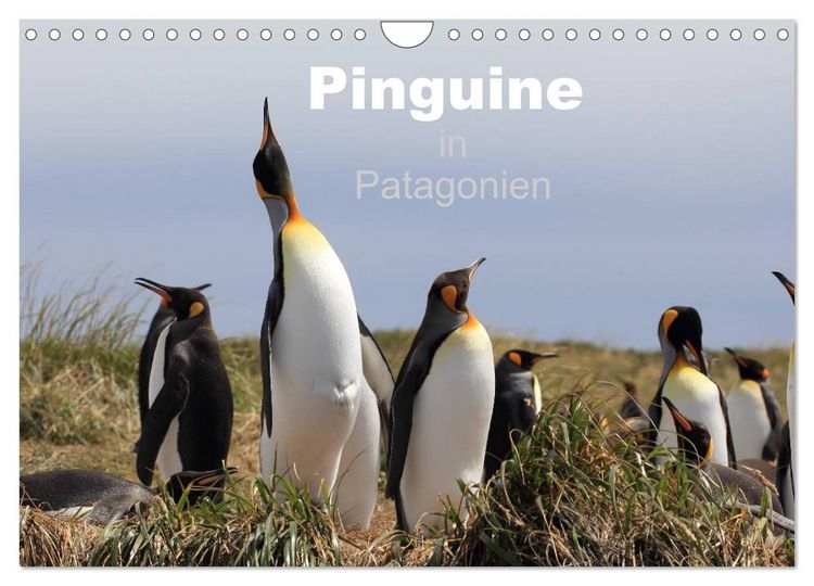 Produktbild: Pinguine in Patagonien (Wandkalender 2026 DIN A4 quer), CALVENDO Monatskalender