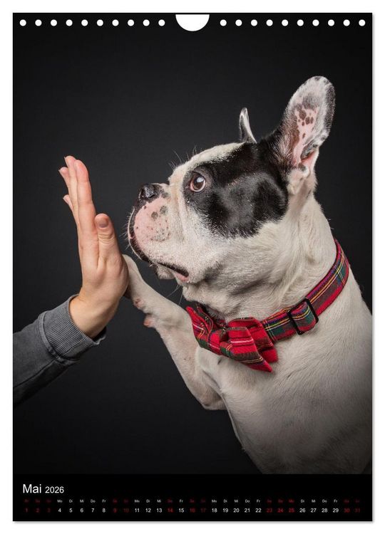 Produktbild: Bullyzauber - Franz&ouml;sische Bulldoggen (Wandkalender 2026 DIN A4 hoch), CALVENDO Monatskalender