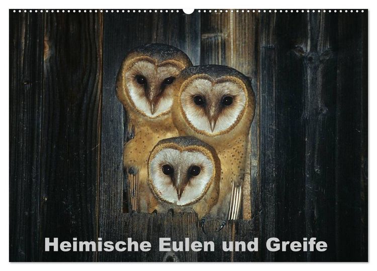 Produktbild: Heimische Eulen und Greife (Wandkalender 2026 DIN A2 quer), CALVENDO Monatskalender