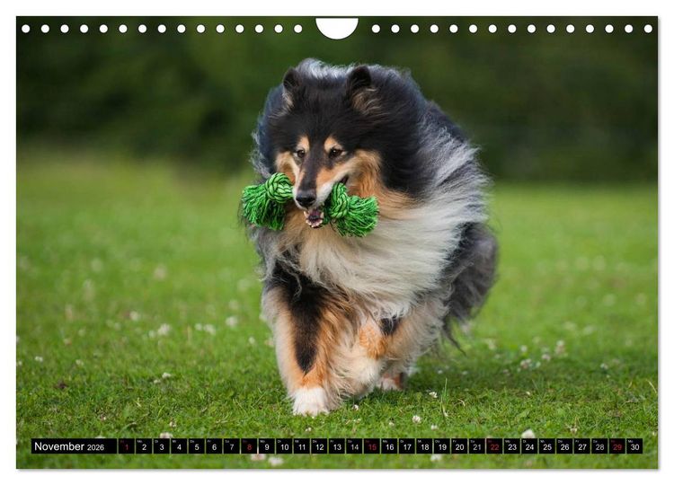 Produktbild: Collie - Mein bester Freund (Wandkalender 2026 DIN A4 quer), CALVENDO Monatskalender