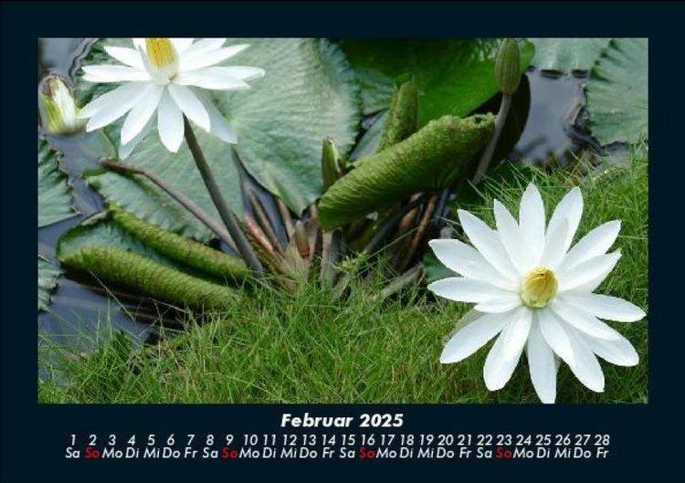 Produktbild: Rosentraum 2025 Fotokalender DIN A5