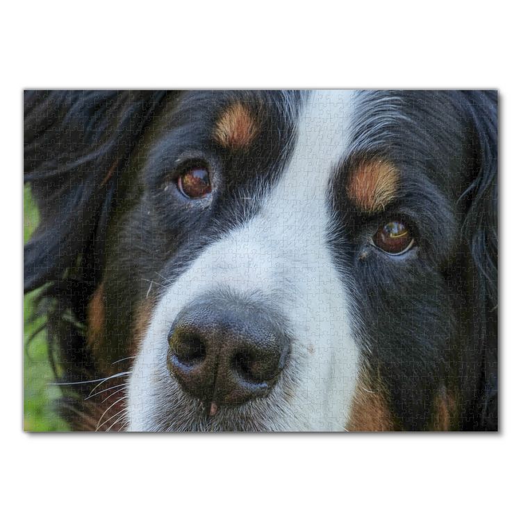 Produktbild: Lais Puzzle Berner Sennenhund 1000 Teile