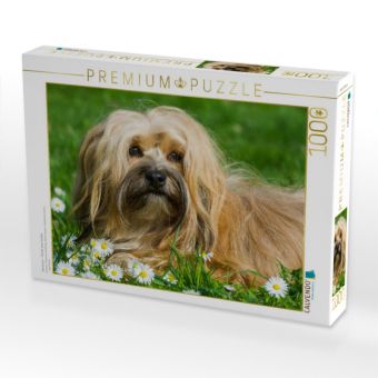 Produktbild: CALVENDO Puzzle Havaneser - Portr&auml;t einer H&uuml;ndin | 1000 Teile Lege-Gr&ouml;&szlig;e 64x48cm Foto-Puzzle f&uuml;r gl&uuml;ckliche Stunden