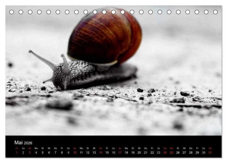 Produktbild: Farbtupfer (Tischkalender 2026 DIN A5 quer), CALVENDO Monatskalender