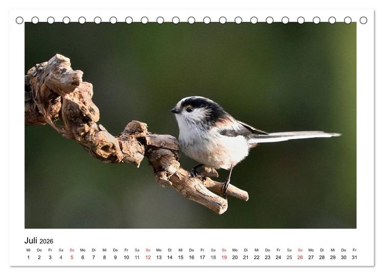 Produktbild: Heimische Gartenv&ouml;gel - Gefiederte Freunde (Tischkalender 2026 DIN A5 quer), CALVENDO Monatskalender