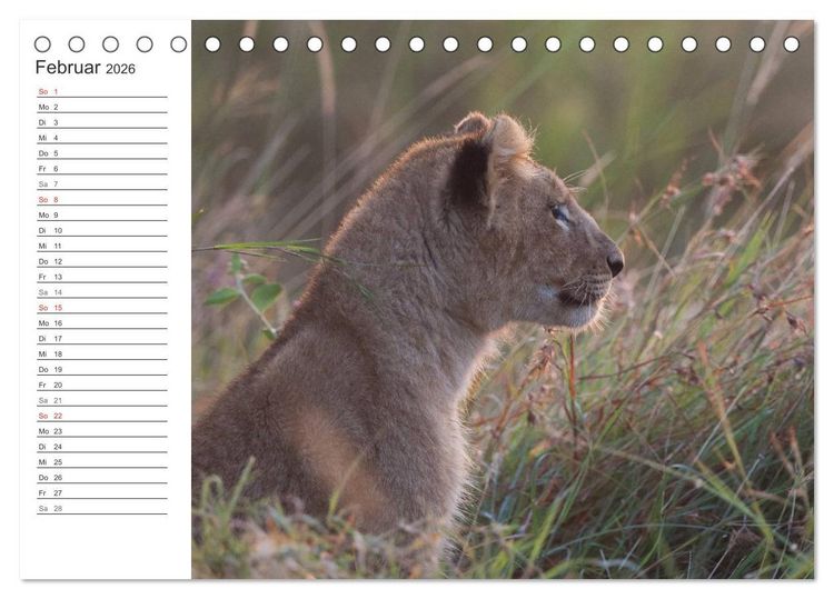 Produktbild: Emotionale Momente: L&ouml;wenbabys - so s&uuml;&szlig;. (Tischkalender 2026 DIN A5 quer), CALVENDO Monatskalender