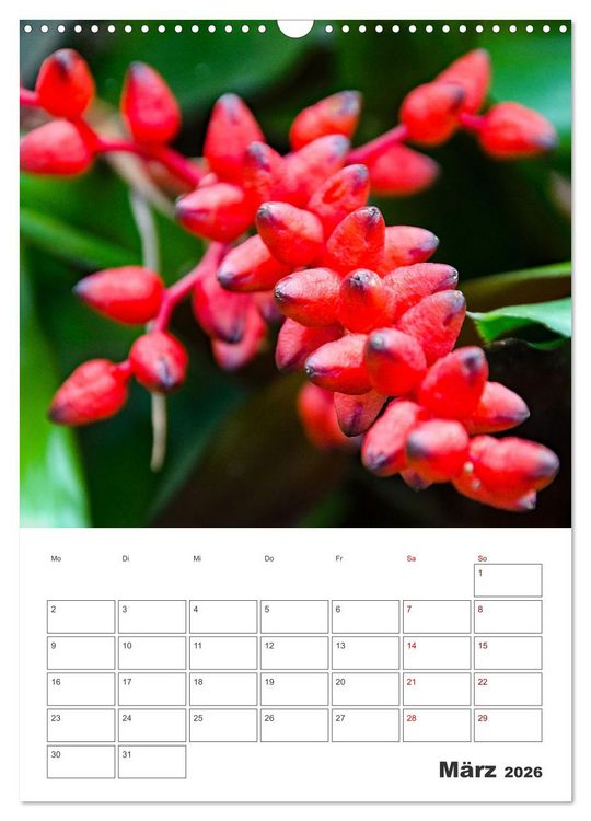 Produktbild: Dornige Sch&ouml;nheiten - Kakteen und Sukkulenten (Wandkalender 2026 DIN A3 hoch), CALVENDO Monatskalender